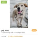 서구자원봉사센터 | 용인시동물보호센터 유기견 자원봉사 신청부터 후기까지 전부 알려드려요
