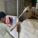 피터팬승마캠프 이미지