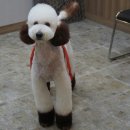 더봄애견 이미지