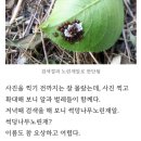 집 실외 화분에 벌레가 알을 깠는데 이미지