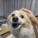 꽃들마루 이미지