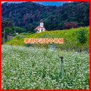 나라꽃 무궁화 명품길 | [홍천아이와가볼만한곳] 홍천무궁화수목원 무궁화의집 유채꽃 메밀꽃 6월여행지 추천
