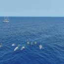 코다(CODA) 이미지