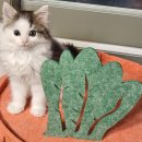 분당고양이분양 고사남 이미지