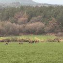 크리에이티브통제주성읍 | 표선맛집 저녁으로 흑돼지갈비문어삼합 제대로 즐긴 사계바다 통갈치조림구이 제주표선점
