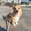 봄이온동물병원 네이버블로그