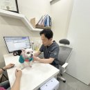깨금발 | 다대동 동물병원 강아지 깨금발 원인 2가지, 한쪽 다리 들고 걷는다면 <필독>