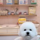 뷰티몽냥 이미지