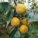 진영농장 | 가을의 달콤한 유혹, 진영 부유단감이 돌아왔다!