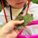 주식회사 슈퍼마켓자연숲 | 제주 서귀포 5살 아이와 가볼 만한 곳 오설록 근처 유아숲 티포레스트 숲체험 솔직후기