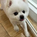 7월 초 일기. 사과떡볶이 밀키트, 백암사 암차 마시고 다원도 가고 다회도 가고 짤도 올리는