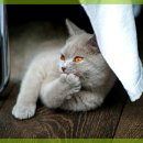 일산시티 동물의료센터 이미지