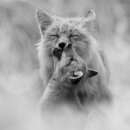 동물왕국 이미지