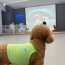행복한아이유치원 | 반려견과 함께하는 행복한 하루, 전주애견유치원 멍스쿨 방문 후기