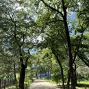 주사랑화원 | [고양 가볼만한곳] 초록빛 가득한 서오릉 산책 후기! 입장료, 주차 꿀팁부터 주변 화원 방문기까지