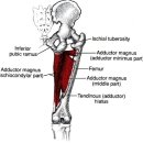 대퇴내전근(adductor muscles) 이미지