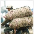 돼지두마리 이미지