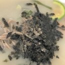 풍년옹심이메밀칼국수 이미지