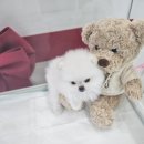 청주강아지분양 애견입양 애견미용 바른펫 이미지