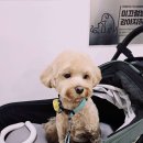 도그아레아 이미지