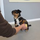 총림사아이숲유치원 | [대구 동구 애견유치원 추천]🐾 대구 동구 애견유치원 ‘댕이숲’ 방문 솔직 후기 🌳