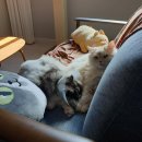 빵그루밍 이미지