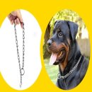 호야애견 이미지