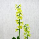 대한민국 새우란 대전 이미지