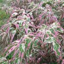 한일 농장 이미지