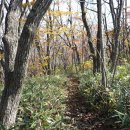 산골백두 이미지