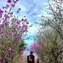 천주산 만남의 광장 | 창원 천주산 진달래 군락지 산행 후기