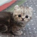 엣지있개 이미지