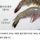 자연산 대하와 흰다리새우 구별법 이미지