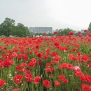 ◆(사진)수원탑동시민농장 양귀비 & ◆올림픽공원 들꽃마루 유채꽃 이미지