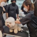 (주)야옹아멍멍해봐펫 이미지