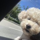 펫 동물병원 이미지