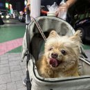 우리집코코 이미지