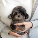 강아지를부탁해(돌봄) | 안동강아지분양 미유펫대구점 후기 🐾— 처음 만난 강아지가 내 일상을 바꾼 순간