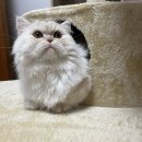 캣토리아 네이버블로그