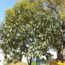 덕과초등학교 이미지