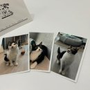 냥냥스테이 이미지