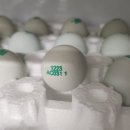 통일청란 이미지