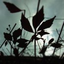 엘크레인 이미지