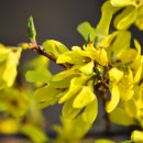 개나리농장 이미지