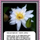 신막