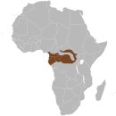 콩고분지 ‘은둔 코끼리’ 최악의 밀렵 대상 이미지