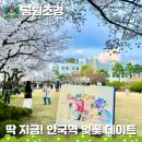 풍요5길 | 딱 지금! 4월 안국역 데이트 정독도서관 벚꽃 산책 및 주차장 꿀팁