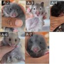 부산햄스터분양 행복햄 이미지