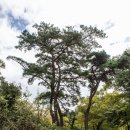 성주사 회귀형 숲길 이미지