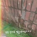 안다랜드 | 용인에서 강아지 맡길곳 소형견 전용 애견호텔링 안다랜드
